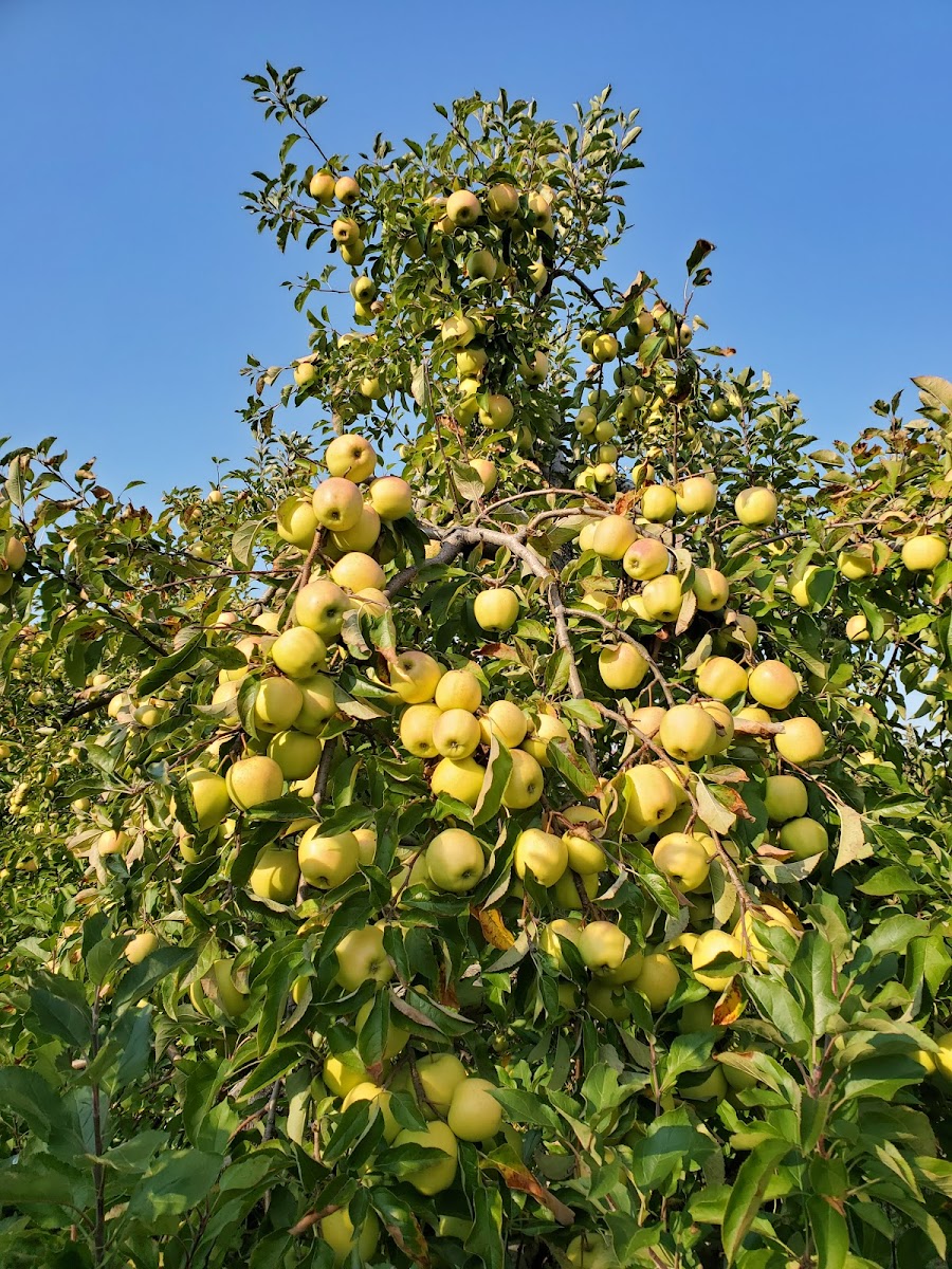 Meadow Ledge Farm